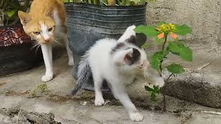 a cute little kitten first time to go outside  cute cats videos [upl. by Thia]