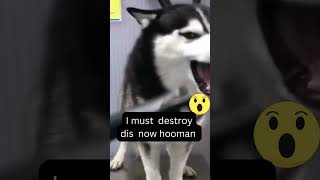 SIBERIAN HUSKY BEING DRAMATIC At Dog Groomer Hilarious dramatic Husky throws a temper tantrum 🐶 [upl. by Asilec]