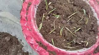 Gladiolus BulbCorms germinate hone par dobara nai jankari ke sath lagaya605 [upl. by Neumark]