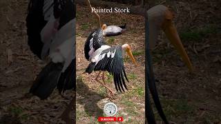 Painted Stork 360 paintedstork shorts birds [upl. by Camey]