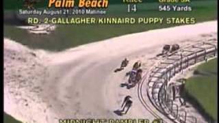 Palm Beach Kennel Club 2010 20000 GallagherKinnaird Puppy Stakes [upl. by Enylrac]