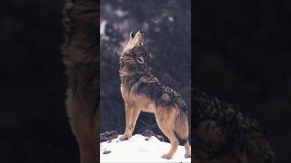 wolf on mountain snowfall mountain view snow wolf shorts reels support feed wildlife sub [upl. by Trimmer167]