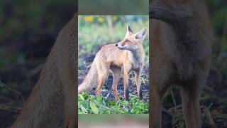 Walking with a fox natgeo animals fox [upl. by Kelila]