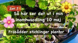 Frösådder sticklingar plantor hur det går för inomhusodlingen [upl. by Sanders846]