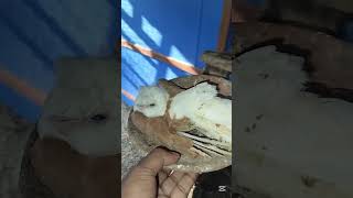 The hobby pigeon is deadpigeonpigeon pigeonbreed racerpigeon shortvideo kabutar racingpigeo [upl. by Les935]