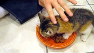 Kitten VERY Protective of her Food [upl. by Ahsad]