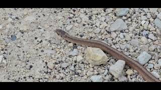 DeKays Brownsnake Storeria dekayi [upl. by Onnem]