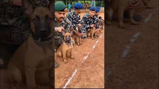 quotTraining Belgian Malinois Puppies for Elite Assault Skillsquot workingk9 belgianmalinois [upl. by Kresic]