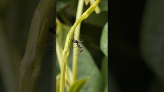 Beautiful video of the ant shote shortsvideo [upl. by Sivel]