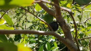 Red Jaboticaba Fruits For First Time [upl. by Huntley]