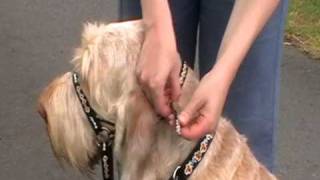 Dogmatic Headcollar  how to fit the Headcollar [upl. by Icats]