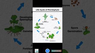 Life Cycle of a Pteridophyte Fern  NEET ke dosto ke sath share karo fata fat [upl. by Ribak575]