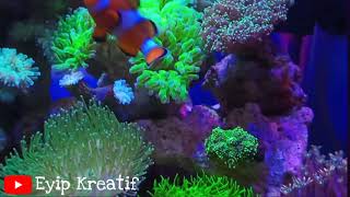 Euphyllia paraancora in Reef tank 35 [upl. by Milty]