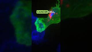 T CELL DESTROYS A CANCER CELL IN REALTIME science biology cancer [upl. by Awe]