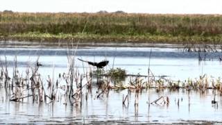 Lake Okeechobee Airboat tour on the Marsh Beast Airboat [upl. by Dublin]