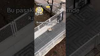 Behlül geceleri kimde kalıyor yellowbehlul kedi cat [upl. by Thielen274]