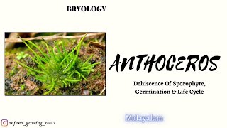 Life Cycle Of Anthoceros  Malayalam  Dehiscence Of Sporophite  Germination Of Spore [upl. by Ayrad]