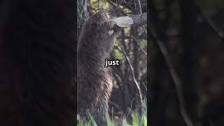 Mind Blowing Facts Beavers shorts animals funfacts informative [upl. by Edythe]