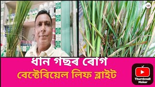 এই বিধ ধান গছৰ মাৰাত্মক ৰোগ।যাৰ নাম বেক্টেৰিয়েল লিফ ব্লাইট। [upl. by Sladen]