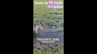 How to Flood Irrigate a hay field [upl. by Attennyl]