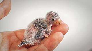 How a Mothers Overfeeding Led to the Death of a Baby Budgie [upl. by Nyrmak793]