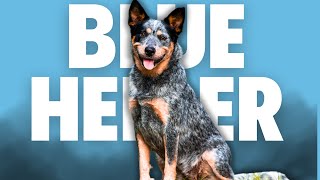 Blue Heeler Australian Cattle Dogs 101 Everything You Need to Know [upl. by Tammany]