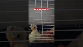 Sprout our special needs chicken update chicken special wryneck [upl. by Nibram]