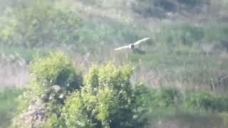 ShortEared Owl RSPB Rainham Marshes 260523 [upl. by Ennoitna]