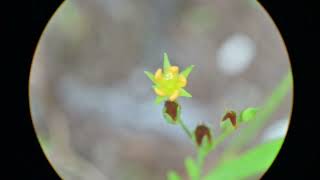 Hypericum canadense Canadian St Johnswort or lesser Canadian St Johnswort [upl. by Rosane]