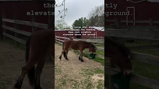 Try This Trick on Pawing Horses [upl. by Sucramat981]