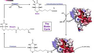 The Biotin Cycle  Mammalian Biotin Vitamin B7 Metabolism amp Processing [upl. by Schoening]