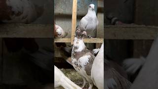 Udaan wala surkha pet moti naak ka minivlog vlog kabootar pet birds pigeon petsvlog shorts [upl. by Arded]