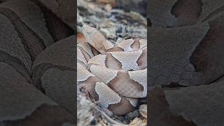 Agkistrodon Contortrix Copperhead Please dont forget to subscribe venomous reptiles [upl. by Enellek]