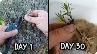 Planting Lavender without Roots How to Propagate Lavender from Cuttings  3 Methods [upl. by Sarene]