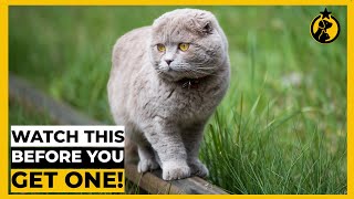 5 Things You MUST KNOW Before Getting a Scottish Fold [upl. by Mccallum]