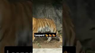 Leopard cheetah leopard wildlife animals cheetah leopardroar roar jungle wildlife janwar [upl. by Nehr]