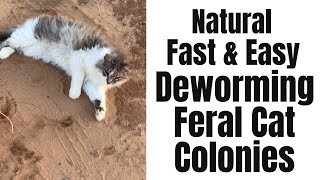 How to Deworm Feral Cat Colonies Barn Cats Fast Easy and All Natural [upl. by Shawna]