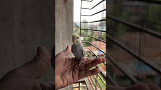 First Fly Mauve Rainbow 🌈 budgerigarbaby birds budgerigarbirdfarm [upl. by Iral]