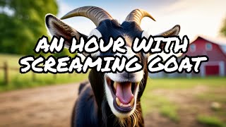 screaming goat 1 hour [upl. by Vallie]