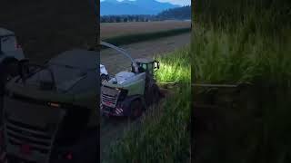 Dual Red Silage Trailers Harvesting with Claas  JBS Equipment [upl. by Eirak]