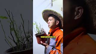 花卉绿植盆栽养花要学会判断是否有问题，教你让绿植说话 [upl. by Gorey245]