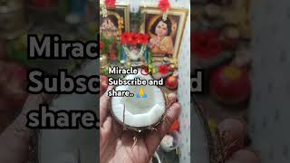 Day 6 kandha shasti miracle 📿🐓📿✨muruga subscribe subramanianswamy muruganbakthisongs [upl. by Enyrhtak]