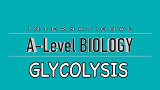 A Level Biology Glycolysis [upl. by Percival821]