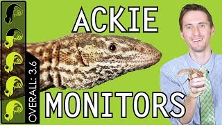 Ackie Monitor The Best Pet Lizard [upl. by Magna236]