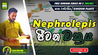 Nephrolepis ජීවන චක්‍රය Kingdom Plante isuruherathbiology [upl. by Ennaeiluj]