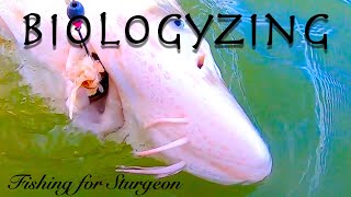 Biologyzing While Fishing For Sturgeon [upl. by Aihseyt705]