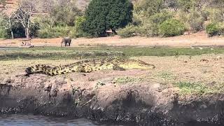 chobenationalpark  Crocodile resting on surface [upl. by Arman]