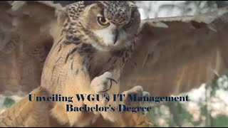 Unveiling WGUs IT Management Bachelors Degree [upl. by Jinny]