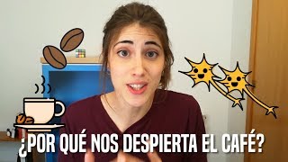 ¿Por qué nos despierta el CAFÉ  La Hiperactina [upl. by Kippar448]