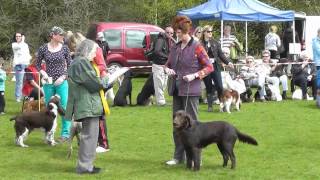 Surrey Heath Show 2013 [upl. by Maurita]